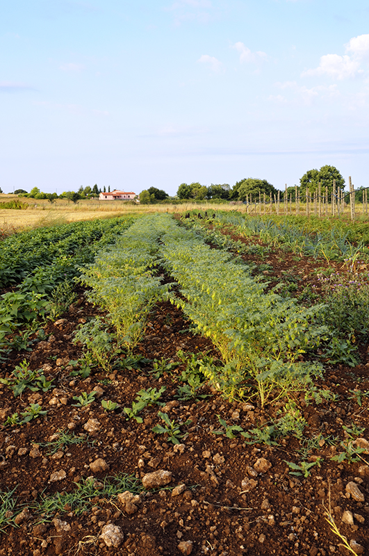 Frutta di stagione